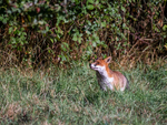 Red Fox