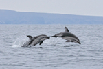 Two Dusky Dolphins breach, Chilean coast