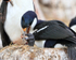 Imperial Shag chick being fed, Cape Bougainville, Falklands