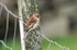 Twite