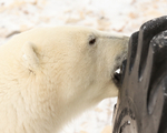 Polar Bear biting buggy tyre, Churchill, Canada