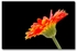 Gerbera Daisy