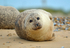 Common Seal