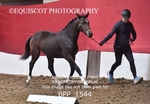 BPP_1544