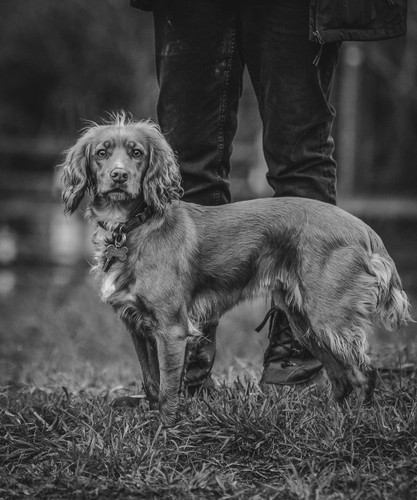 Hedingham Hounds dog Training