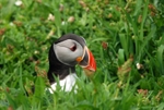Puffin