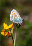 Common Blue