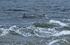 Bottlenose Dolphin