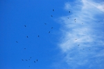 Griffon Vultures