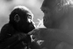 Baby gorillas   _AN073