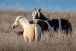 Chincoteague Ponies