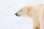 Polar Bear looks to side, Churchill, Canada