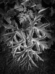 Hogweed Leaf