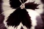 Pansy
