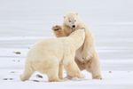 Savage male Polar Bear fight, Churchill, Canada