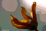 Translations II - 14