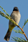 White Spectacled Bulbul