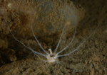 Leptopentacta elongata