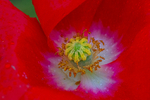 In the world of Flowers