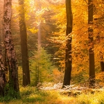 Forest Light