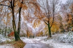 z4325 Brighstone Forest in the Snow