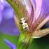 Flower Longhorn Beetle Evodinus monticola
