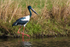 Jabiru male 3. 0A3A5764