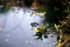 The Common Frog _ RAP006