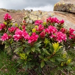 Alpenrose (Rhododendron ferrugineum) 
