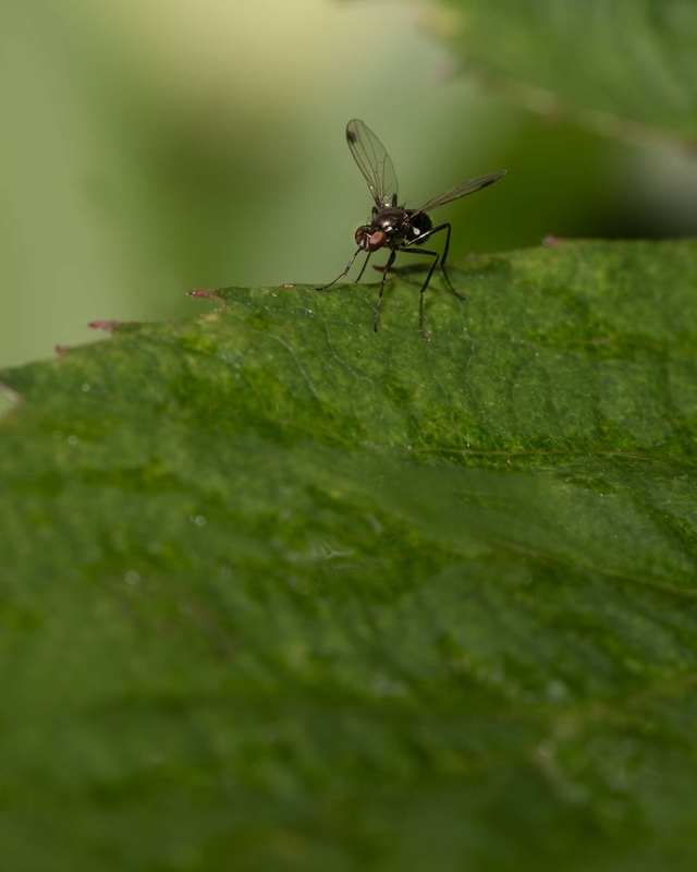 Black Scavenger Fly - Dee Estuary