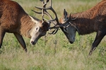 October 2019 - Red Deer