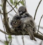 House Sparrow