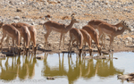 Black-faced impalas