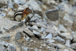 Golden-mantled Ground Squirrel sitting on a rock, Sulphur Mountain