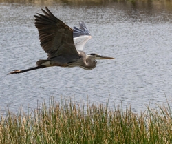 Great Blue Heron _0100