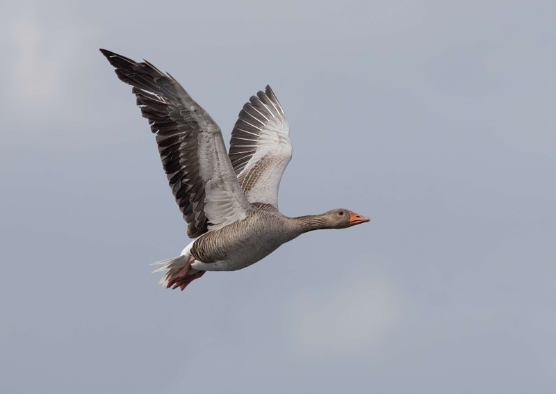 Greylag Goose - Isle of Skye - Scotland