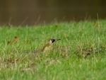 Green Woodpecker