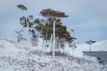 Scots pine img3