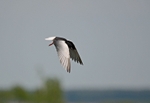 White-winged Black Tern