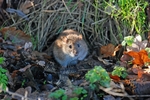 Brown Rat