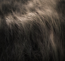 Whispers