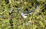 Long-tailed Tit