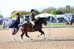 Class 302 - Ridden M&M - Large Breeds portfolio