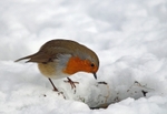 Robin