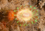 Caryophyllia smithii