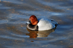 Common Pochard