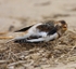 Snow Bunting
