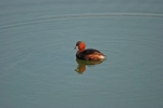 Little Grebe