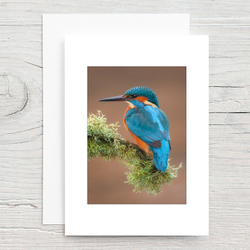 Kingfisher