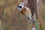 Male Penduline Tit